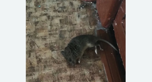 Дезинфекция от мышей в Новошахтинске