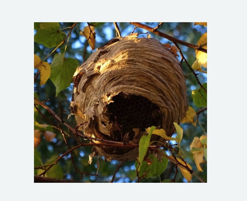 Обработка от шершней в Новошахтинске