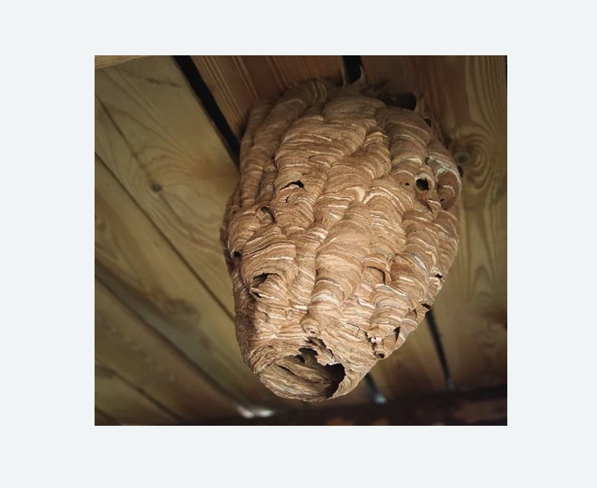 обработка от шершней в Новошахтинске