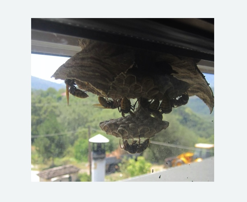 Уничтожение гнёзд шершней в Новошахтинске