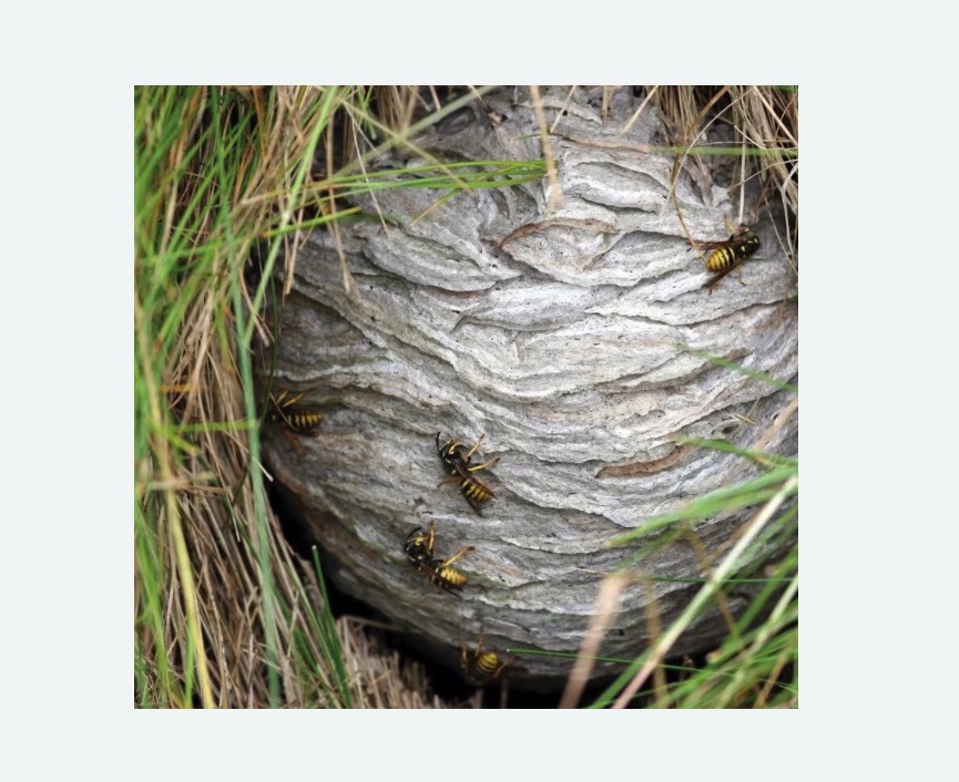 Уничтожение ос и ульев в Новошахтинске